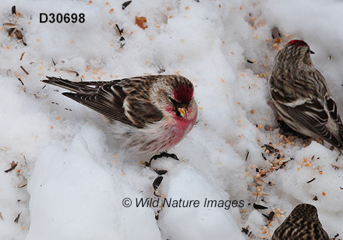 Common Redpoll (Acanthis flammea)